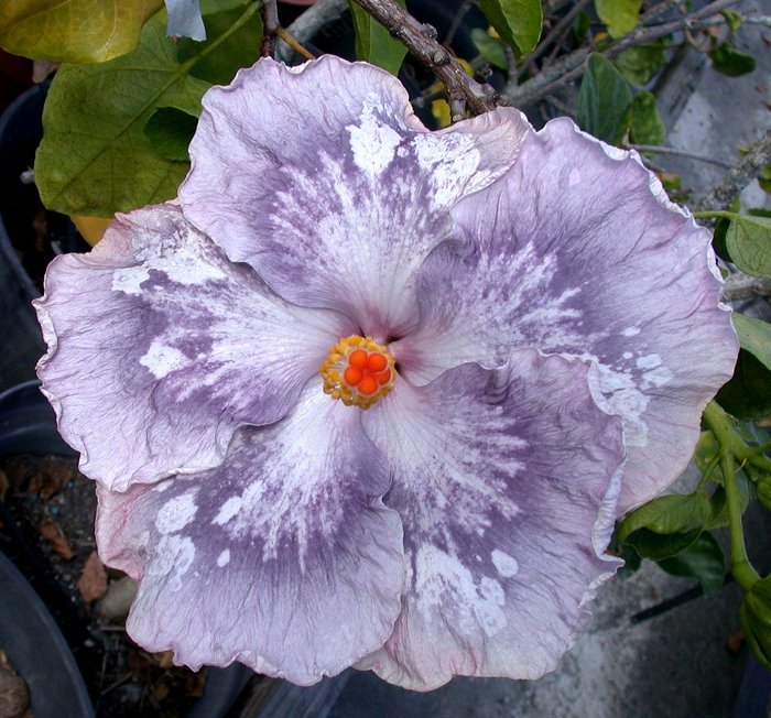 RMMA Blog Avenues - Cutting